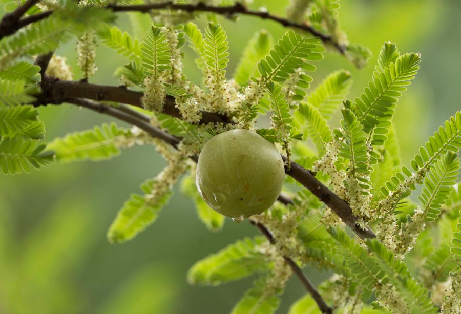 Amla (Indian gooseberry) fruit on the branch