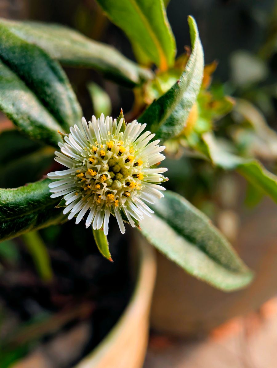 Bhringraj flower